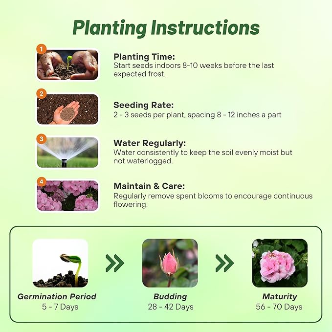 Outsidepride Appleblossom Geranium Seeds for Planting - 50 Pcs Annual, Heat & Drought Tolerant Flower Seeds with Green Foliage & Light Pink Blooms for Pots, Borders & Lush Summer Garden Displays