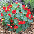 Eden Brothers Nasturtium Seeds - Baby Red