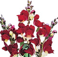 Park Seed Snap Dragon Flower Plant Seeds – Night and Day Variety with Striking Scarlet and White Blooms, Cool-Season Scented Annual for Beds and Borders, Bold Contrast for Spring and Fall, Pack of 100