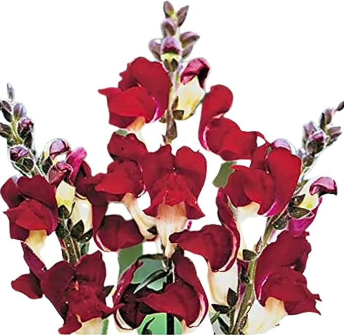 Park Seed Snap Dragon Flower Plant Seeds – Night and Day Variety with Striking Scarlet and White Blooms, Cool-Season Scented Annual for Beds and Borders, Bold Contrast for Spring and Fall, Pack of 100