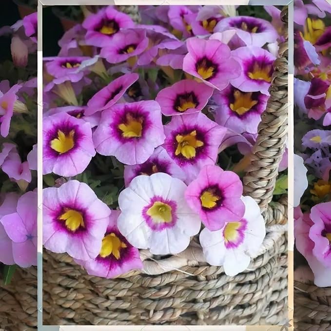 Hanging Petunia Seeds 300PCS – Trailing Flower Variety Bright & Fragrant Pollinator-Friendly Flowers for Summer Gardens
