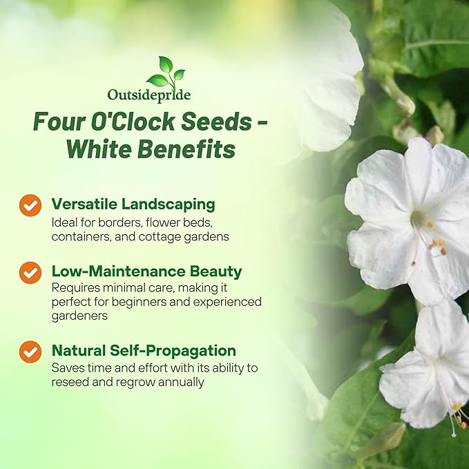 Outsidepride White Four O'clock Flower Seeds - 1/4 lb Perennial Fragrant, Trumpet-Shaped Blooms, Deer-Proof & Easy to Grow, for Pollinator & Evening Gardens, Containers, Hedges, or Borders