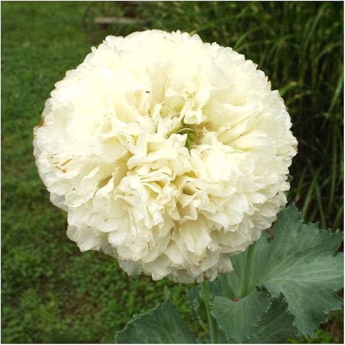 Seed Needs Poppy Seeds for Planting Creamy White Peony Poppies - Heirloom & Open Pollinated Soft White Flowers to Attract Butterflies & Pollinators to a Butterfly Garden (1 Pack)