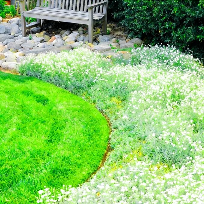 Mixrug 5007+ Fragrant Mix Creeping Thyme Seeds Ground Cover, Multicolor Thymus Serpyllum Seeds,Wooly Thyme Heat Tolerant Herb Seed Bee-Friendly Carpet Low Maintenance Between Stepping Stones