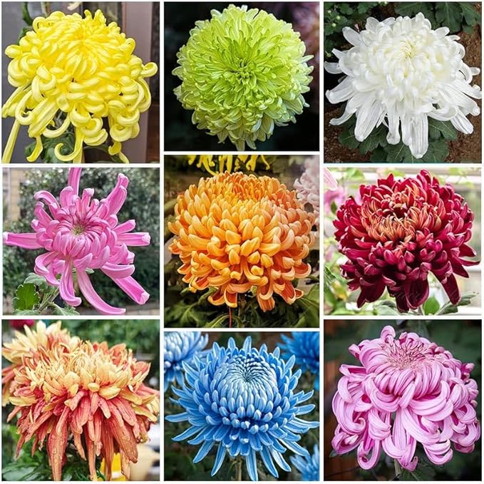 120Pcs Chrysanthemum Seeds for Planting-Non-GMO Heirloom Plant Seeds Garden Outdoor