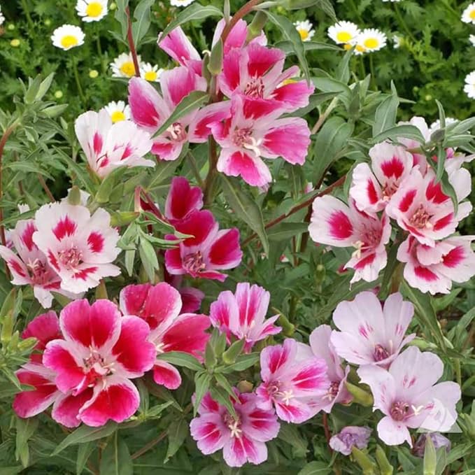 100 Dwarf Godetia Seeds Clarkia Amoena Seeds Pink Garden Flowers for Planting Easy to Grow Outdoor Home Garden