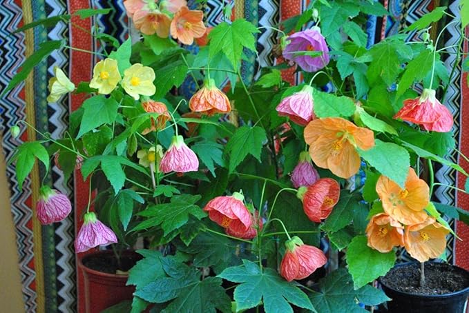 Seeds Abutilon Mix (Flowering Maple) Perennial Flowers