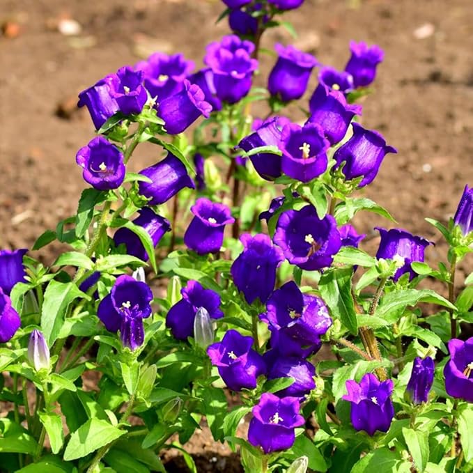 50pcs Purple Bellflower Campanulata Glomerata Superba Bellflower Heirloom Flower