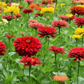 Zinnia California Giant Flower Seeds, Bulk Pack 8 Oz, 22,000+ Seeds by Seeds2Go