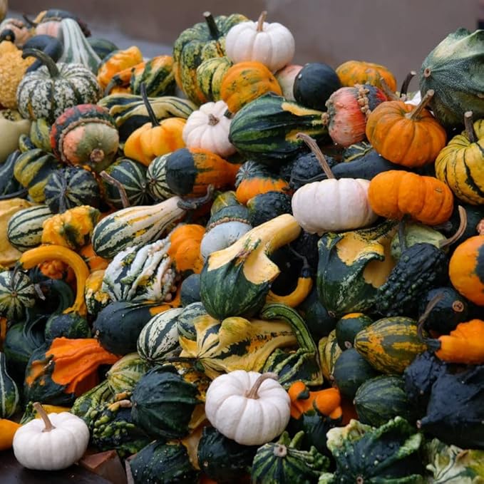 SeedsUP - 10+ Seeds Ornamental Pumpkin - Vegetable Mix