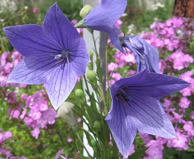 KIRA SEEDS - Seeds Balloon Flower Mix - Chinese Bellflower Platycodon - Annual Flowers for Planting