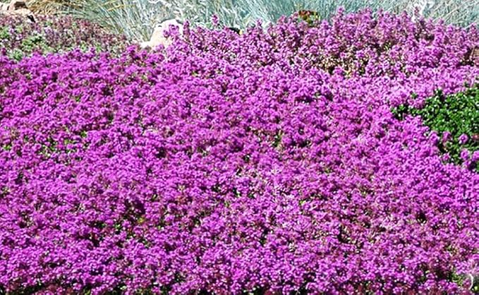 1500+ Creeping Thyme Seeds Purple Pink Ground Cover Heirloom, Non-GMO, Perennial