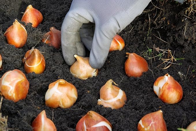 5 Blushing Beauty Tulip Bulbs – Soft Pink & Yellow Blooms – Elegant Double-Flowering Tulips for Spring Gardens – Hardy & Easy to Grow Perennial Tulips