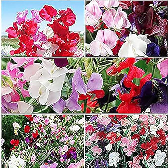 Sweet Pea Mixed Seeds - Approximately 65 Seeds