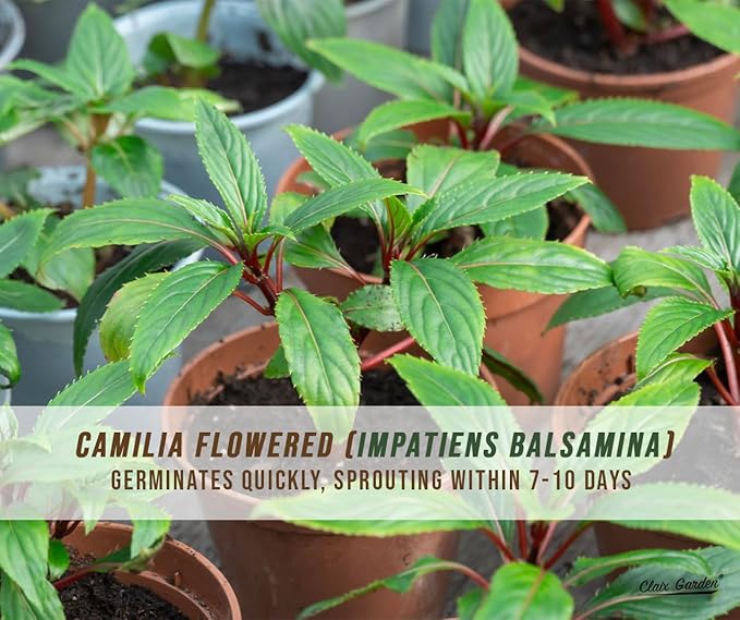 Camilia Flowered Balsam Mix - Impatiens Balsamina - 750 Seeds - Bright Mix Colors, Heirloom, Non-GMO, USA Grown, Excellent for Pollinators, Annual