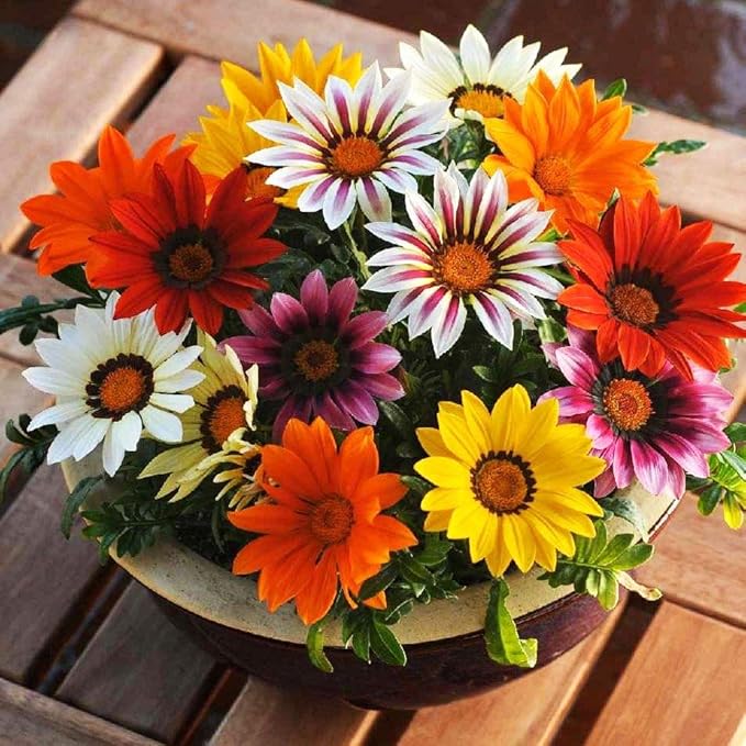 KIRA SEEDS - Seeds Treasure Flower Mix- Gazania - Annual Flowers for Planting - GMO Free