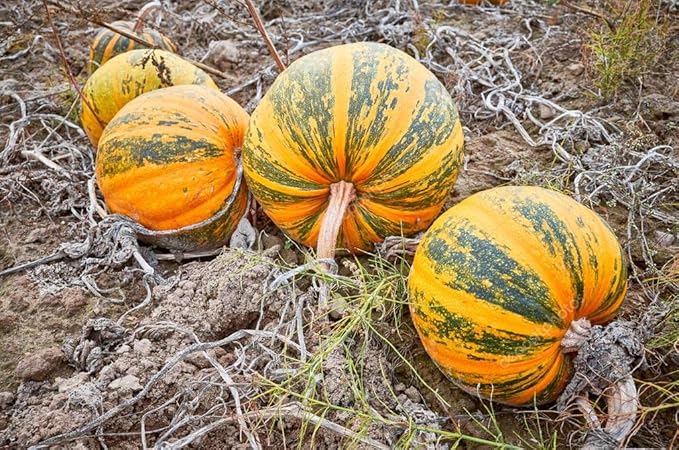 Seeds Pumpkin Muscat Striped Vitamin Big Decorative Ornamental Unique Giant Garden Vegetable for Planting Non GMO