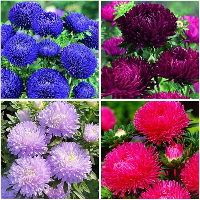 1000+ Perennial Aster Flower Seeds for Planting Outdoors-Rainbow Flower Garden Home Fragrant Butterfly