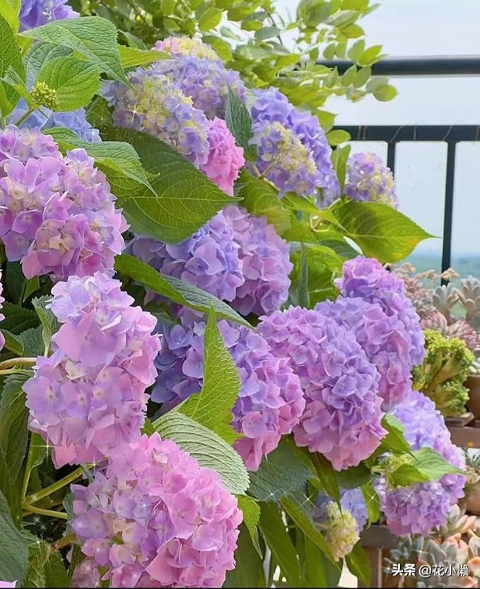 120 Mix Hydrangea Seeds Giant Snowball for Planting Flowers Bush Plants Garden Shrub Bonsai