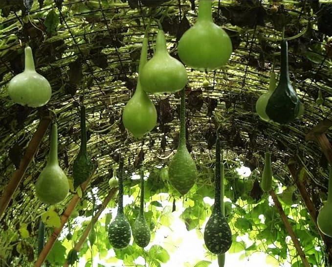Bottle Gourd Seeds – Lagenaria Siceraria | Annual | Fast-Growing, High-Yielding & Edible/Ornamental Variety