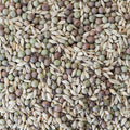 Spring Mix Cover Crop Seeds – 4 oz (~2,400 Seeds) – Non-GMO, Annual, No-Till, Forage-Friendly – Barley, Field Peas, Red Clover, Mustard – Soil Health, Weed Suppression, Water Retention – USA Grown