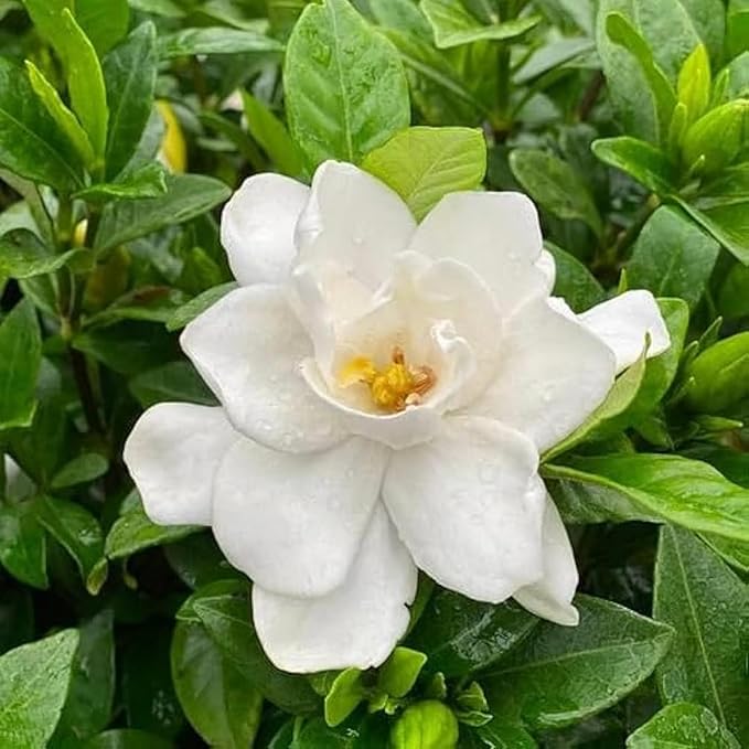 300+ Gardenia Jasminoides Seed Cape Jasmine Climber Vine Lovely White Flowers Highly Fragrant Spectacular Display