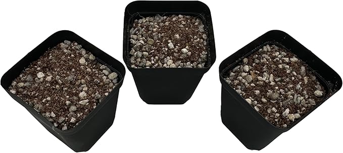 Lithops Soil Mix Perfect Potting Medium Proper Drainage Promotes Healthy Rooting Designed Specifically for Lithops (Seeding Mix 2 Quarts)