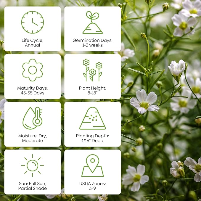 Baby's Breath Seeds, Large 1oz Pack, Little White Flowers Heirloom Seeds Open Pollinated Annual Flower, Non-GMO Grown in The USA