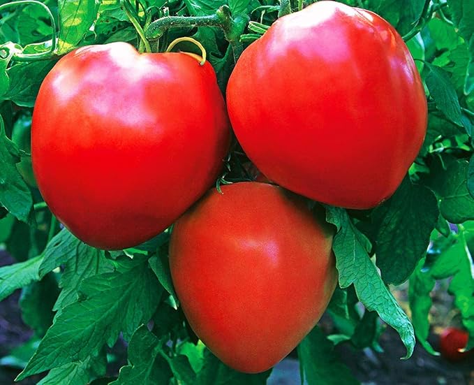 NIKA SEEDS - Seeds Vegetable Red Bulls Heart Beefsteak Tomato - 40 Seeds