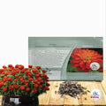 Outsidepride Marylandica Zahara Double Fire Zinnia Seeds for Planting Outdoors – 50Pcs Annual, Heat & Drought Tolerant, Butterfly-Attracting, Ideal for Plant Beds & Cut Flower Garden (AAS Winner)