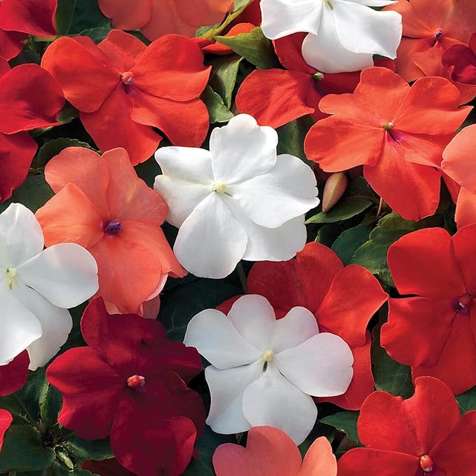 Outsidepride Xtreme Hot Mix Impatiens Flower Seeds - 75 Pcs Annual, Compact & Pollinator Friendly, Impatiens Seeds for Planting w/Vibrant, Abundant Blooms for Shade Gardens & Container Displays