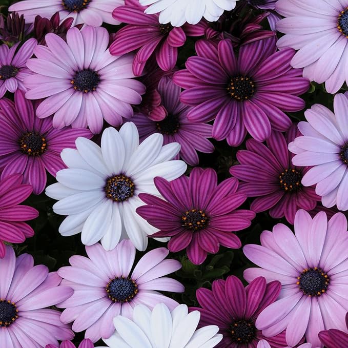 Outsidepride Akila Mix Osteospermum African Daisy Seeds - 10 Pcs. Perennial Flower Seeds for Planting Outdoors with Long-Lasting Blooms, Drought-Tolerant, Easy to Grow for Sunny Gardens & Borders