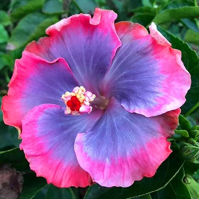 Hibiscus Flower Seeds, 30 Seeds, Hardy Perennial, Non-GMO, Tropical Garden Plants