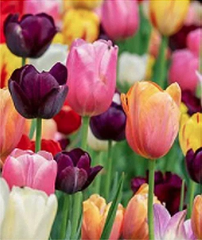 5 White Maureen Tulip Bulbs – Elegant Pure White Blooms – Large Flowering Perennial Tulips for Spring Gardens – Easy to Grow & Hardy