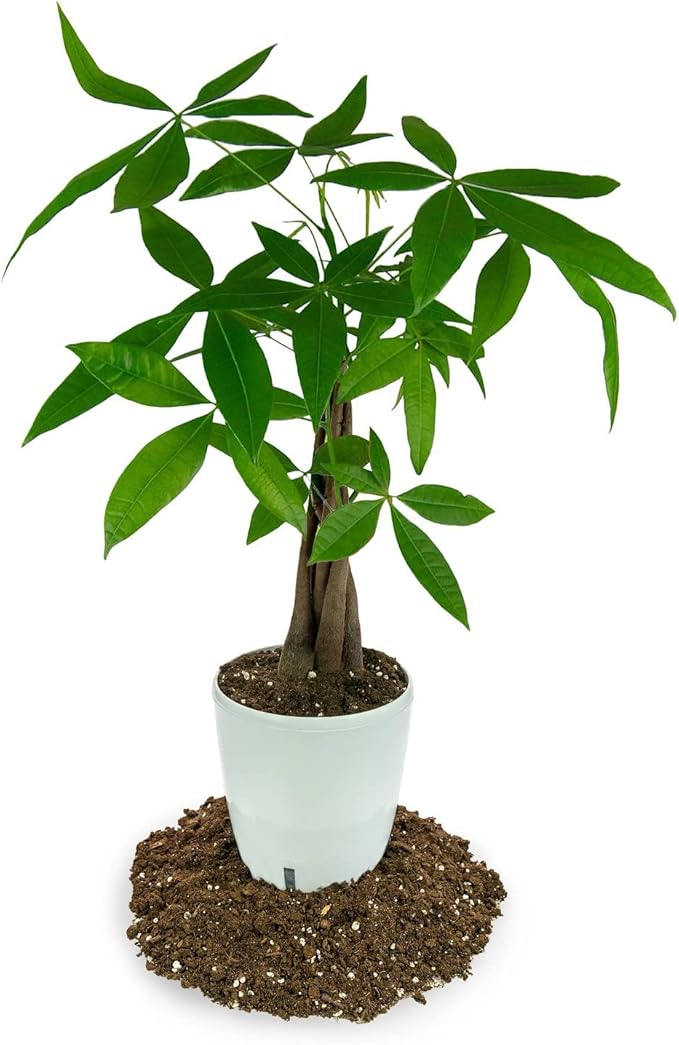 Gardenera's Premium Citron Tree Soil Mix - The Ideal Blend of Nutrients and Aeration for Growing Healthy and Productive Citrus Medica Trees - 3 Quart