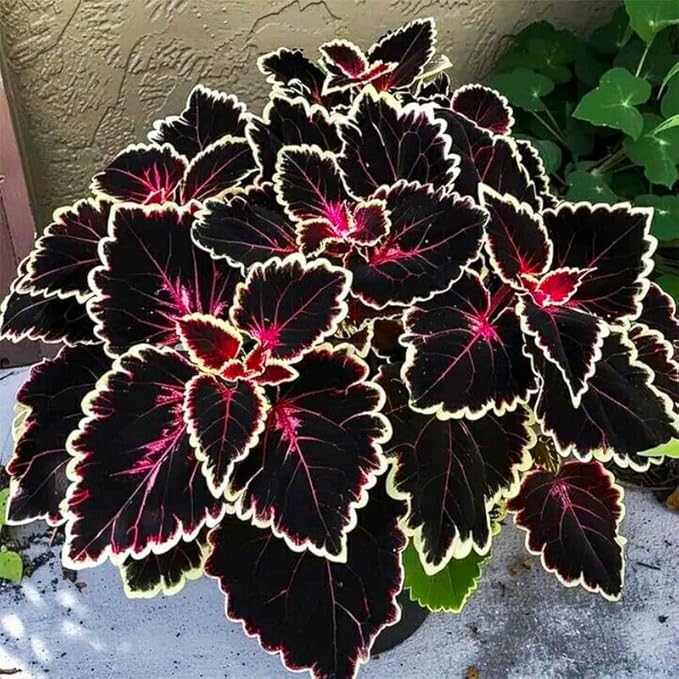 180+ Coleus Seeds - Mixed Heirloom Non-GMO Rainbow Coleus Seeds for Outdoor Gardens & Indoor Pots-Pollinator-Attracting