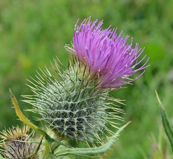 Milk Thistle Seeds – Annual/Biennial Herb (Silybum marianum) | Medicinal Plant, Pollinator-Friendly, Striking Spiny Foliage & Purple Blooms