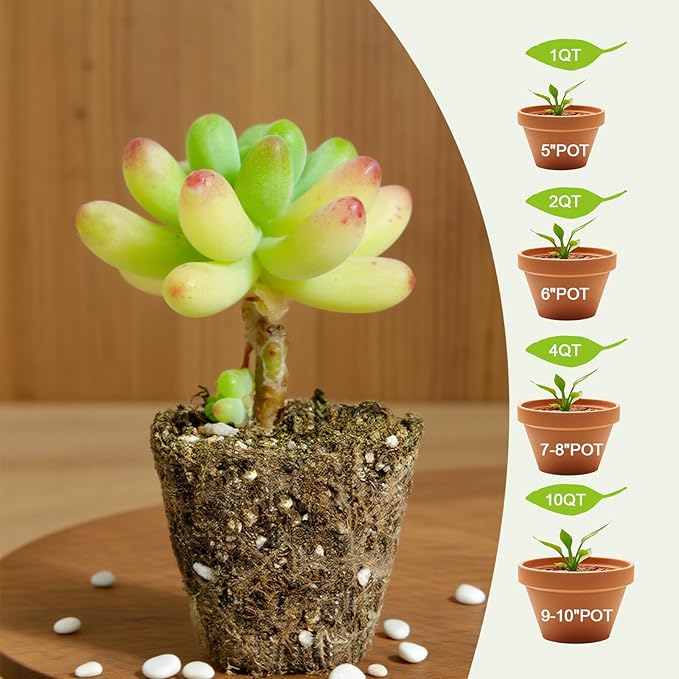 Succulent and Cactus Soil Potting Mix 1qt-Premium Breathable & Fast Draining for Healthy Plants