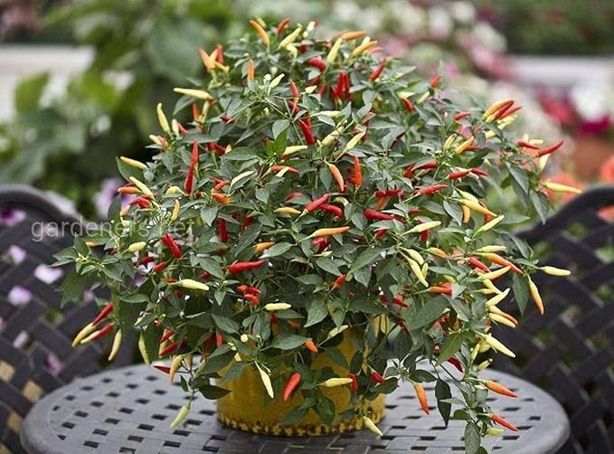 Seeds Vegetable Ornamental Chili Pepper Mix Decorative Rainbow Plant - 30 Seeds
