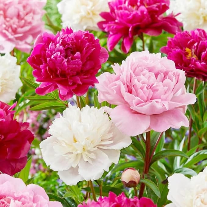 300+ Perennial Peony Flower Seeds for Planting Outdoor-Attracts Bees&Butterflies Fragrant Butterfly Non-GMO Heirloom Seeds