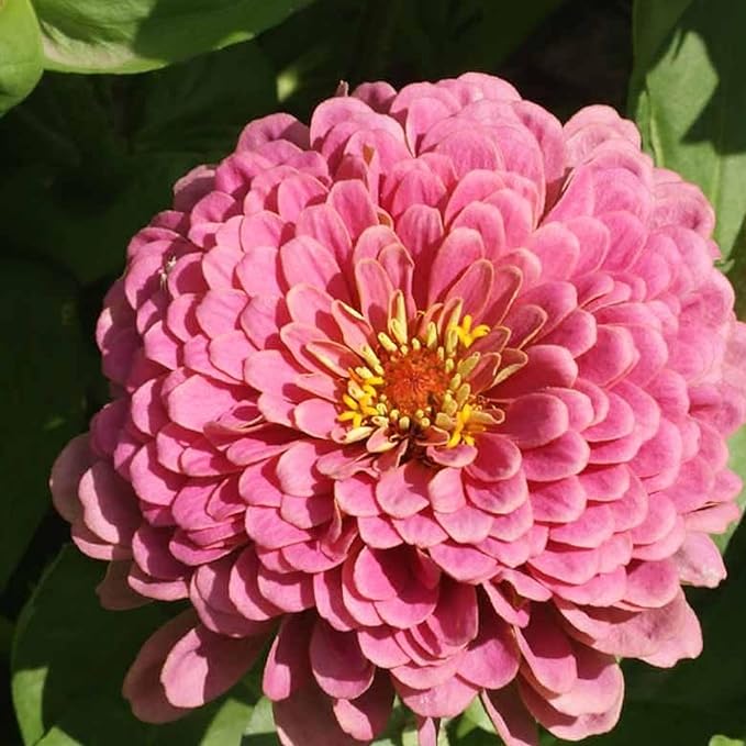 Seed Needs Luminosa Pink Zinnia Seeds for Planting - Heirloom & Open Pollinated Annual Cut Flowers - Grow a Butterfly Garden to Attract Pollinators (1 Pack)