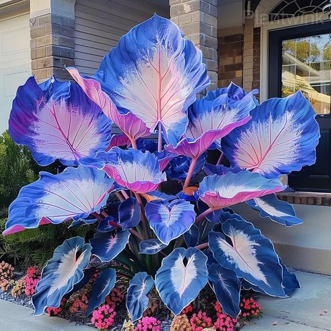 300+USA Premium Caladium Flower Plant Seeds for Palnting Outdoor, Non-GMO Heirloom Ideal for Garden & Indoor Planting