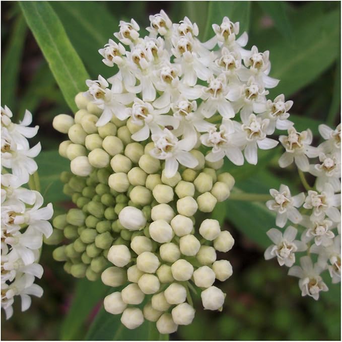 Seed Needs Milkweed Seeds for Planting Swamp Milk Weed (Asclepias Incarnata) White & Pink Seed Collection - Attract Monarch Butterflies by Growing a Butterfly Garden (2 Packs)