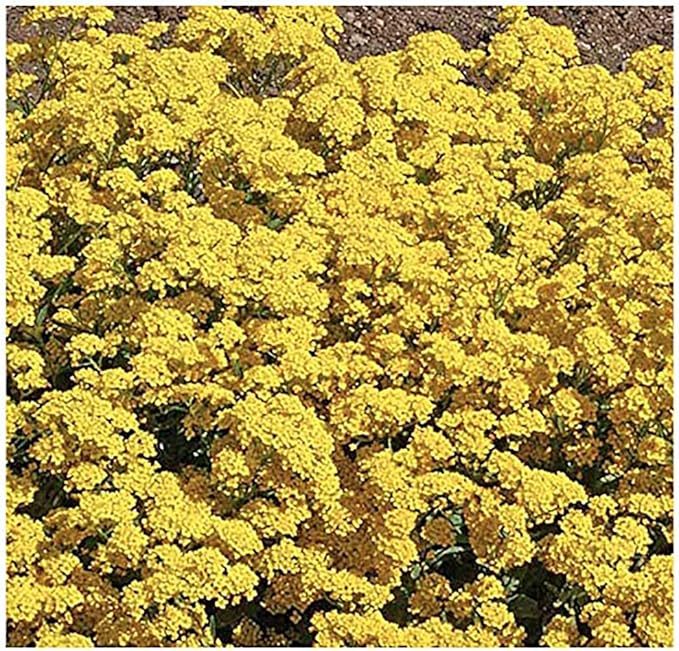 Coastal California Wildflower Mix - Annuals and Perennials Approx. 6500+ Seeds