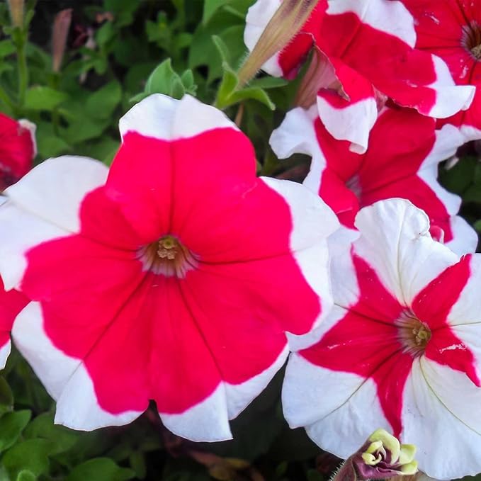 Petunia Hulahoop Series Rose ~25 Seeds – Pelleted Grandiflora Mix, 3" Bicolored Picotee Blooms, 98–105 Days, Annual for Zones 6-11, Easy Container Flower