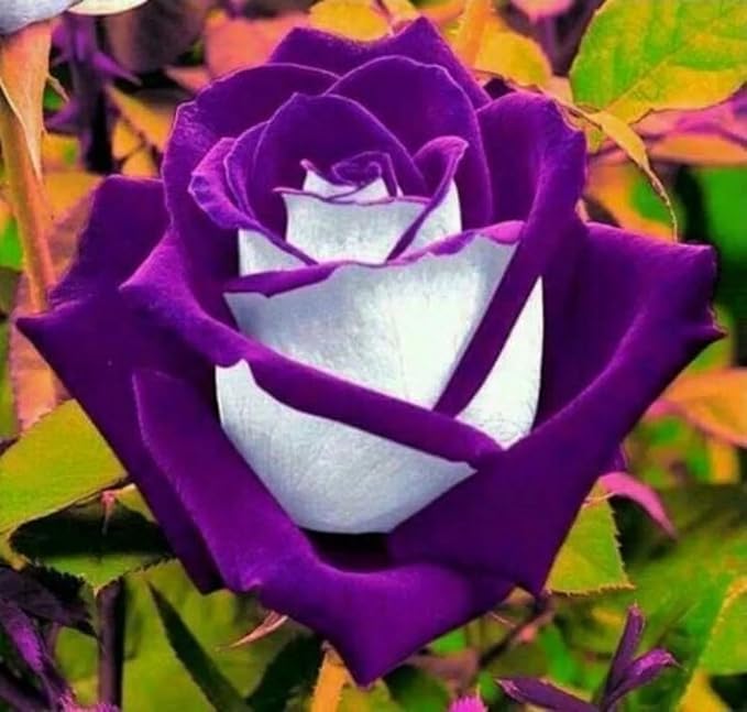 250+Seed Rose Seeds for Planting Outdoor-Non-GMO Heirloom Fragrant Rose Flowers Seeds Garden Decor Bee-Friendly Pollinator-Friendly