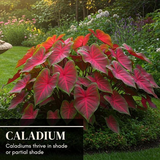 Florida Cardinal Caladium Bulbs for Planting - Perennial Hosta - Heart Shaped Elephant Ears - Vibrant Plants - Splashes of Tropical Color - Living Gift Idea (10 Bulbs)
