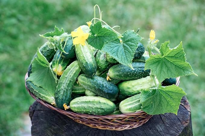 40+ Seeds Cucumber Envy of The Neighbors F1 - Vegetable Open-Pollinated