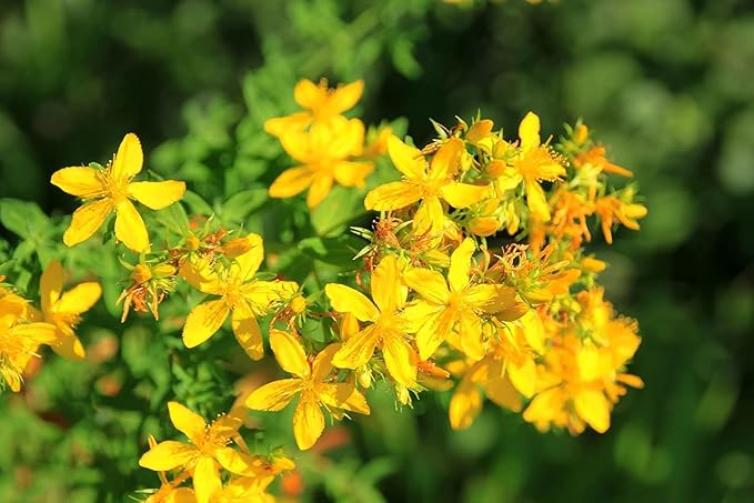 Organic Saint John’s Wort Seeds (Hypericum perforatum) - 8,000 Seeds (1 gram) by Smoke Camp Crafts