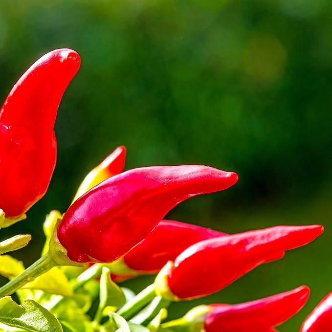Pepper Seeds - Hot - Fresno Chili - 4 Oz ~20,000 Seeds - Non-GMO, Heirloom, Open-Pollinated - Capsicum annuum for Farm Home & Garden - Annual Vegetable Seeds, Perfect for Planting and Growing
